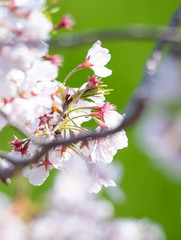 Cherry Blossoms　sakura　flower