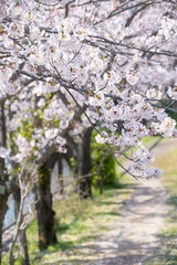 Cherry Blossoms　sakura　flower