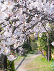 Cherry Blossoms　sakura　flower