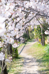 Cherry Blossoms　sakura　flower