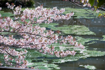 Cherry Blossoms　sakura　flower