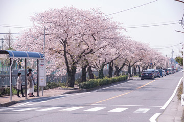 Fototapeta na wymiar Cherry Blossoms　sakura　flower