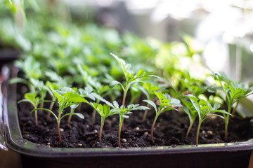 seedlings in a tray, floriculture, flowers - marigolds
