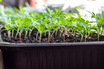 seedlings in a tray, floriculture, flowers - marigolds