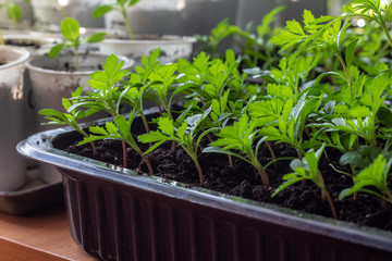 seedlings in a tray, floriculture, flowers - marigolds