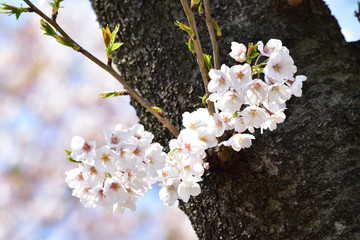 桜 (Sakura)