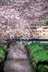 Cherry Blossoms　sakura　cherry tree　flower