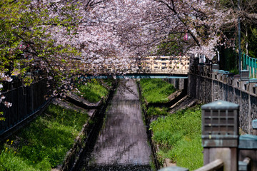 Cherry Blossoms　sakura　cherry tree　flower