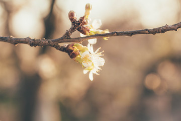 spring flowering on a cherry tree