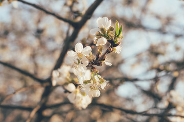 spring flowering on a cherry tree