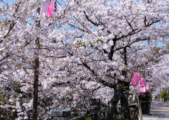 Cherry Blossoms　sakura　cherry tree　flower