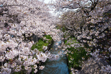 Cherry Blossoms　sakura　cherry tree　flower