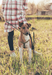 fox terrier and girl are sitting on the grass