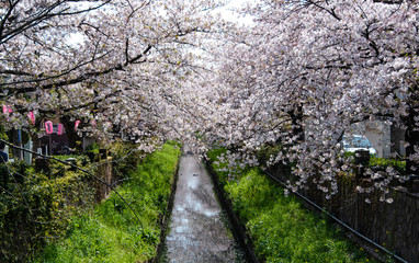 Cherry Blossoms　sakura　cherry tree　flower