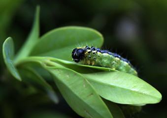 Cydalima perspectalis is an invasive caterpillar of moth species pest that destroys and eats green boxwood (buxus sempervivens) leaves doing a lot of damage, box eating caterpillar.