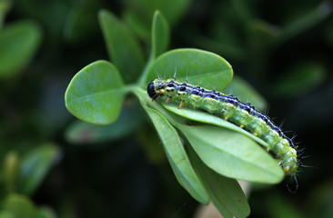 Cydalima perspectalis is an invasive caterpillar of moth species pest that destroys and eats green boxwood (buxus sempervivens) leaves doing a lot of damage, box eating caterpillar.