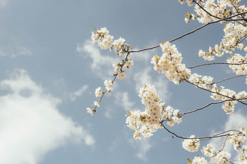 cherry blossoms against the blue sky