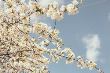 cherry blossoms against the blue sky