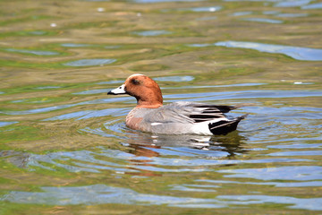かも (Wildduck)