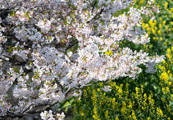 Obraz premium sakura flower Cherry Blossoms