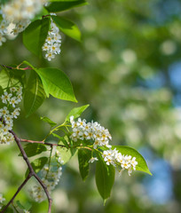 blooming cherry branch close-up in spring