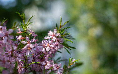 blooming tree branch on a Sunny day