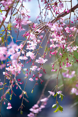 sakura flower Cherry Blossoms