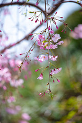 sakura　flower　Cherry Blossoms