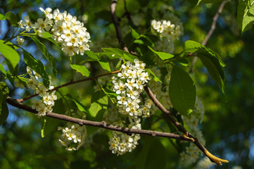 blooming cherry branch close-up in spring
