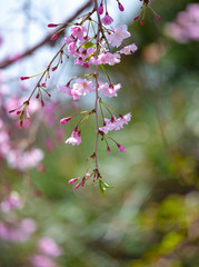 sakura　flower　Cherry Blossoms