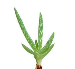 Aloe vera leaves isolated on white background