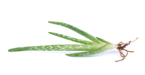 Fototapeta premium Aloe vera leaves isolated on white background