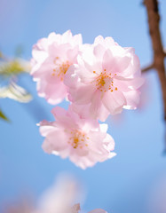sakura　flower　Cherry Blossoms