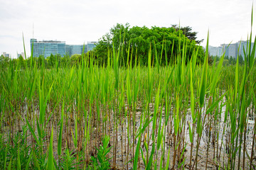 공원 안의 호수 전경
