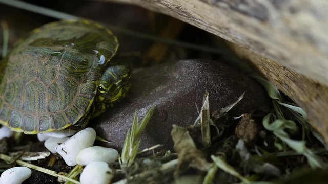 Very small, young, Yellow-bellied slider turtle looking around in grass and weeds during Spring. Closeup. Clip I.