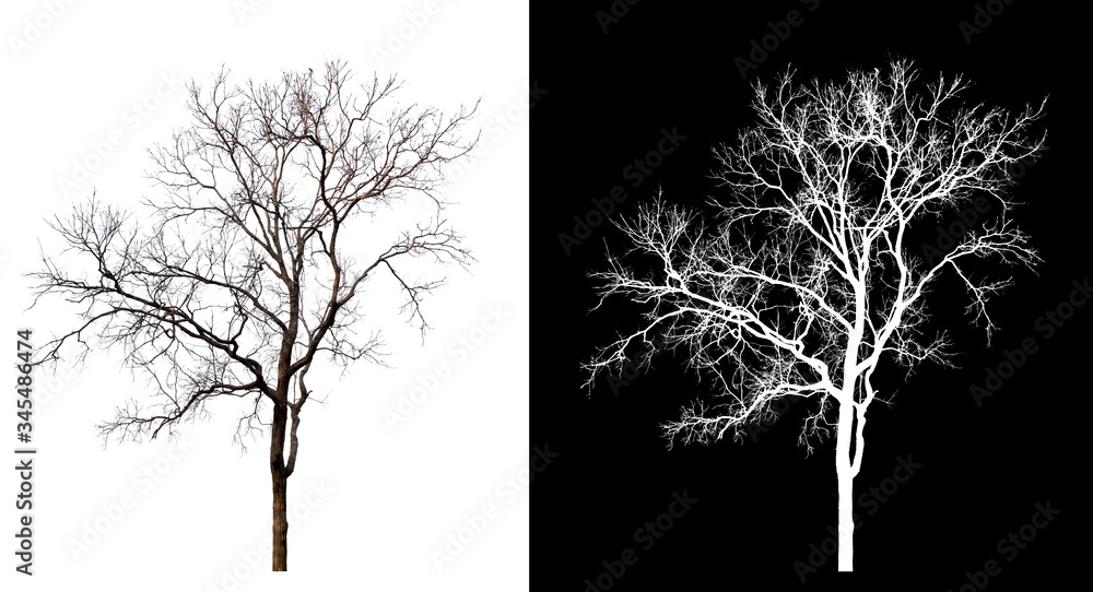 Aufkleber isolated tree without leaves on white background