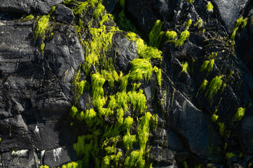 Green rock with moss, ocean stone. Texture for design