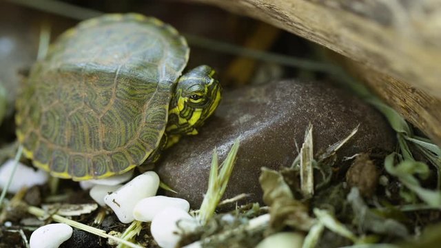 Very small, young, Yellow-bellied slider turtle looking around in grass and weeds during Spring. Closeup. Clip H.
