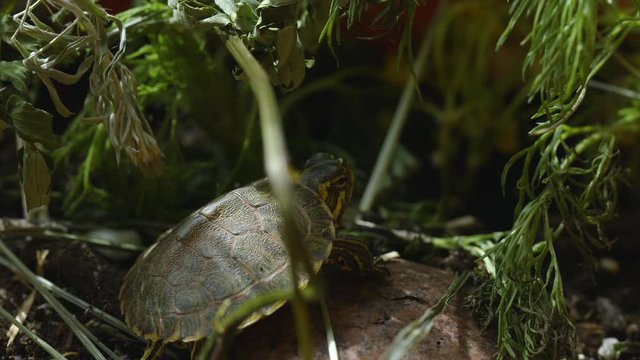 Very small, young, Yellow-bellied slider turtle looking around in grass and weeds during Spring. Closeup. Clip E.