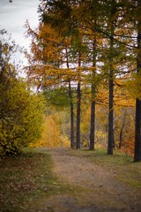 Fototapeta premium autumn square