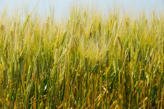 大麦畑と麦の穂イメージ　鹿児島県出水平野