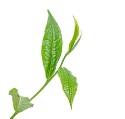 Tea leaves on a white background