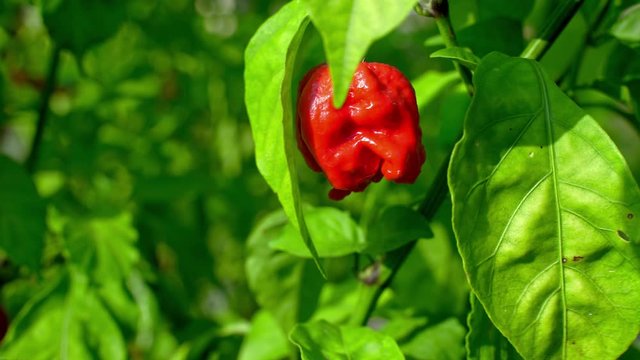 Hot Trinidad Scorpion Red pepper close up shot in a vibrant garden. 