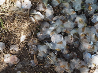 Scales from a large fish on an organic compost heap.