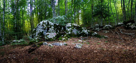 panoramic green forest and rock