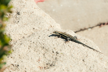 Colorful lizard on the stone. Animal Wildlife Close-up. Wallpaper.