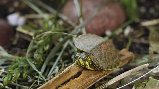 Very small, young, Yellow-bellied slider turtle looking around in grass and weeds during Spring. Closeup. Clip G.