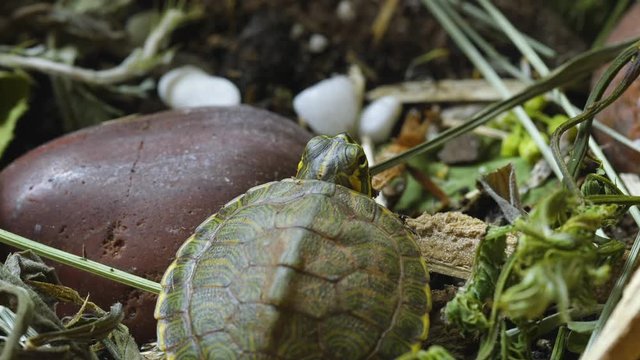 Very small, young, Yellow-bellied slider turtle looking around in grass and weeds during Spring. Closeup. Clip B.