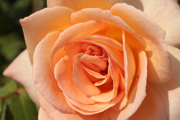 close up of the petals, folds and textures on a peach rose blossoming in a rose garden on a summer day