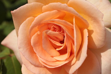 close up of the petals, folds and textures on a peach rose blossoming in a rose garden on a summer day